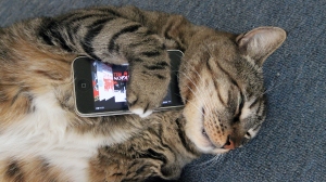 CatCuddlePhone